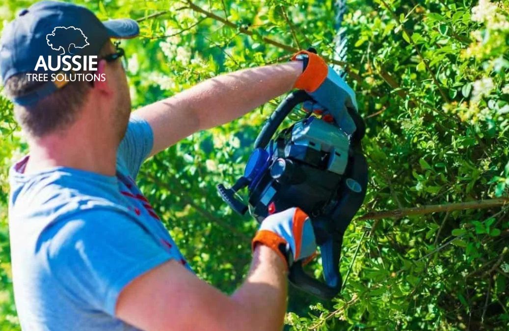 Aussie Tree Solutions What Can I Do About My Neighbour's Tree?