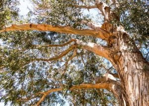 Aussie Tree Solutions Why Tree Trimming Is A Responsibility, Not A Choice