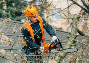 Aussie Tree Solutions Get Pros On Your Team