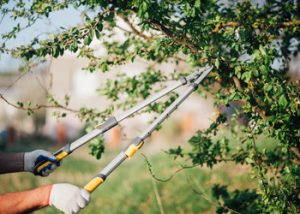 Aussie Tree Solutions Prune Strategically