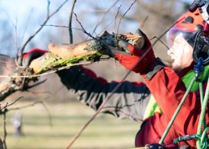 Aussie Tree Solutions Get A Pruning Professional