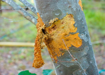 Aussie Tree Solutions Pest And Disease