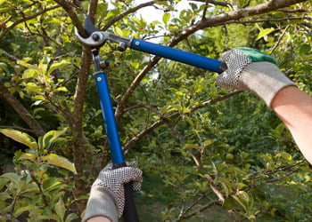 Aussie Tree Solutions Pruning