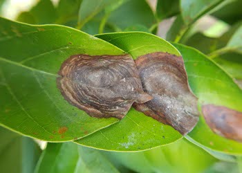 Aussie Tree Solutions Anthracnose