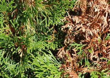 Aussie Tree Solutions Cypress Canker
