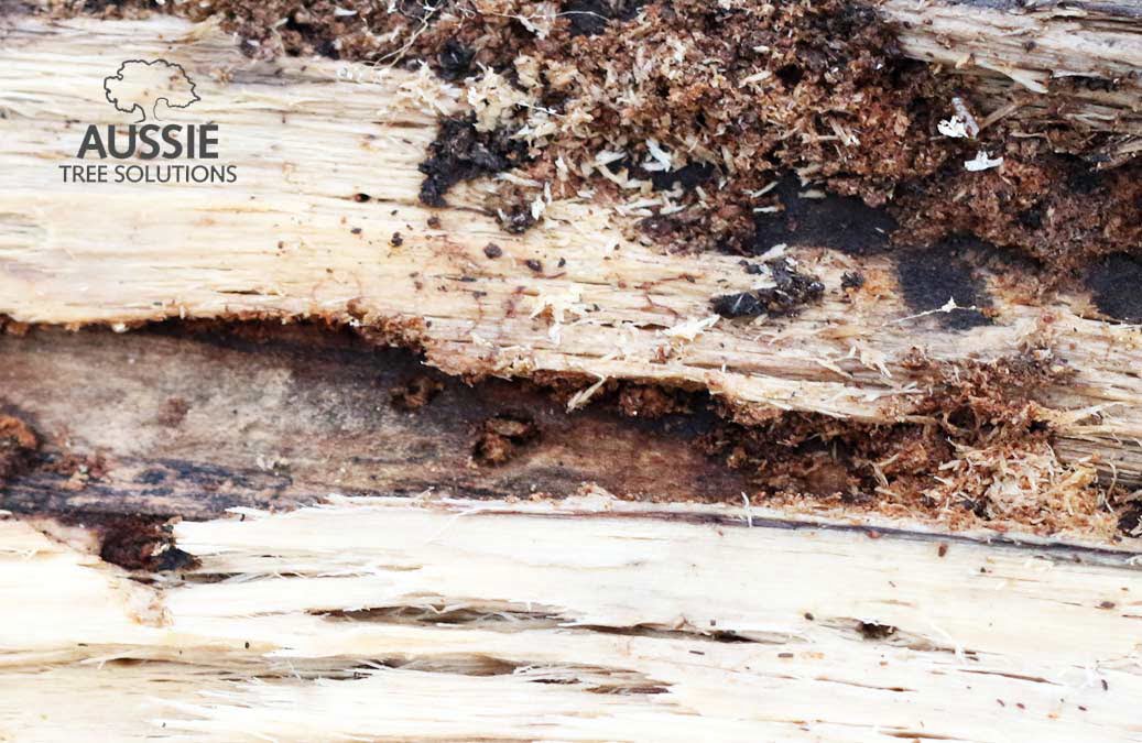 Aussie Tree Solutions Common Backyard Tree Diseases And Pests In Brisbane