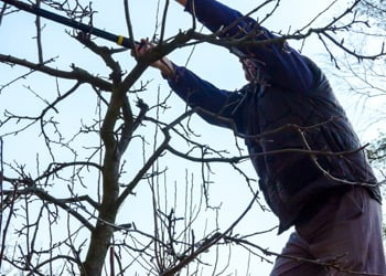 Tree Lopping And Pruning Tips From The Professionals
