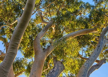 Aussie Tree Solutions Ask Your Local Arborist