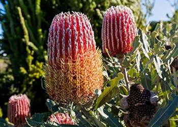 Aussie Tree Solutions Banksia