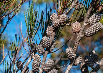 Aussie Tree Solutions Black Sheoak