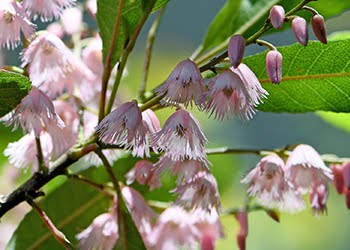 Aussie Tree Solutions Blueberry Ash