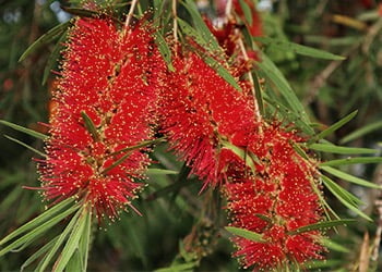 Aussie Tree Solutions Bottlebrush