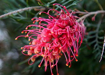 Aussie Tree Solutions Grevillea