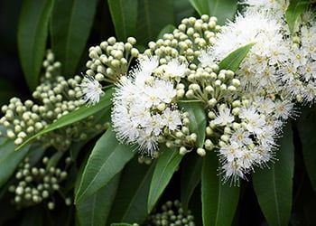 Aussie Tree Solutions Lemon Myrtle