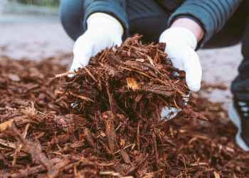 Aussie Tree Solutions Water Stress