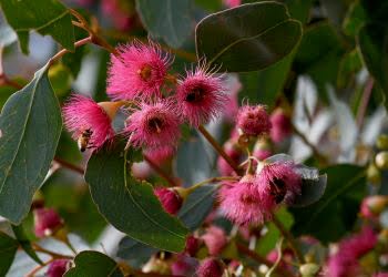 Aussie Tree Solutions What Is A Native Tree