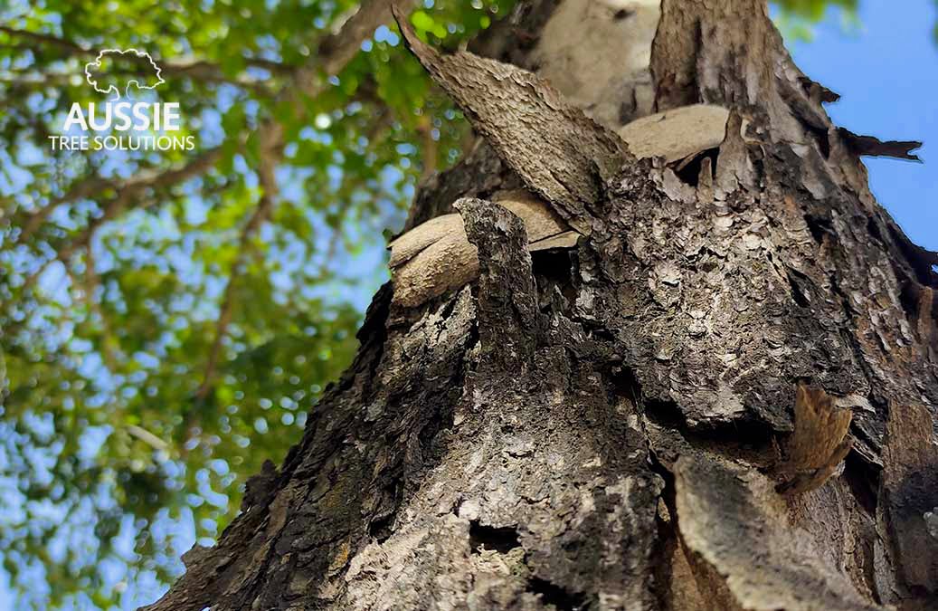 How To Prevent And Treat Tree Bark Damage