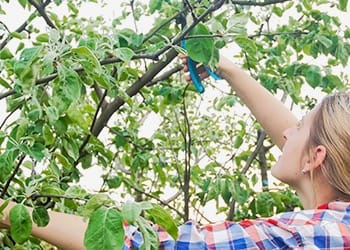 Aussie Tree Solutions Brisbane Tree Trimming By Season