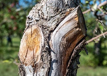 Aussie Tree Solutions Revive A Dying Tree