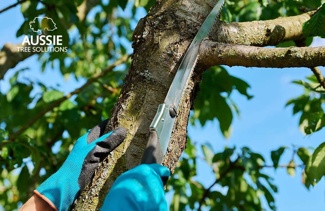 Aussie Tree Solutions The Best Time Of Year To Trim Your Trees: A Seasonal Guide