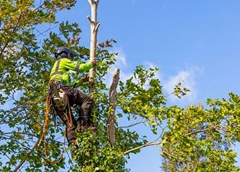 Aussie Tree Solutions Tree Care Made Easy